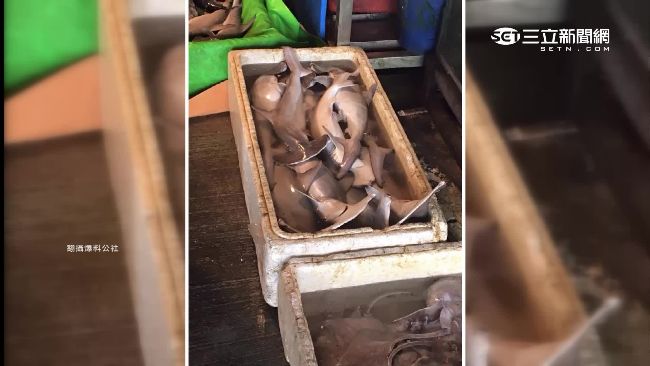 漁港販售雙髻幼鯊　網友批：能賺多少