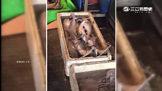 漁港販售雙髻幼鯊　網友批：能賺多少