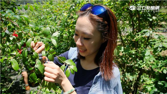 現採小藍莓　還可DIY果醬帶回家