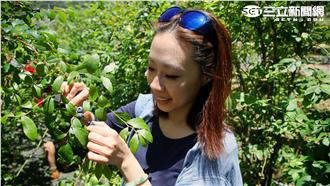 現採小藍莓　還可DIY果醬帶回家