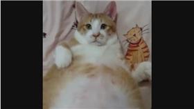 胖貓不給搔肚子（圖／翻攝自美拍）