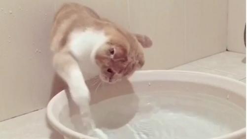 貓咪呆萌玩水　看著水盆疑惑怎沒有魚