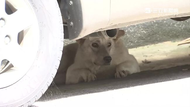 流浪犬不時咬人　母帶打狗棒護幼兒