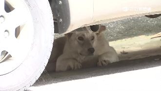 流浪犬不時咬人　母帶打狗棒護幼兒