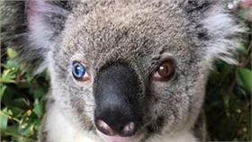 眼睛,毛小孩,動物,無尾熊,照片,獸醫,鮑伊,動物園(Australia Zoo臉書)