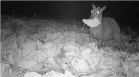 山羊-西寶新心向榮有機農場-https://www.facebook.com/xibaonew/