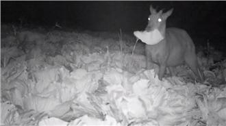 這菜園小偷太卡哇伊　網友全融化了