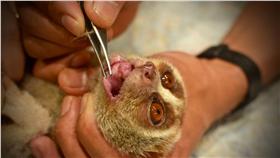 懶猴瀕臨絕種（圖／翻攝自WFFT臉書）