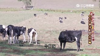 葡萄渣當飼料！牛羊排放廢氣降2成