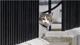 英國貓大臣賴瑞
圖／翻攝自法新社