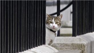 堅守崗位！「貓大臣」不隨卡麥隆離開