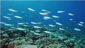 太平島海底（圖／翻攝自國家地理雜誌，攝影：戴昌鳳）