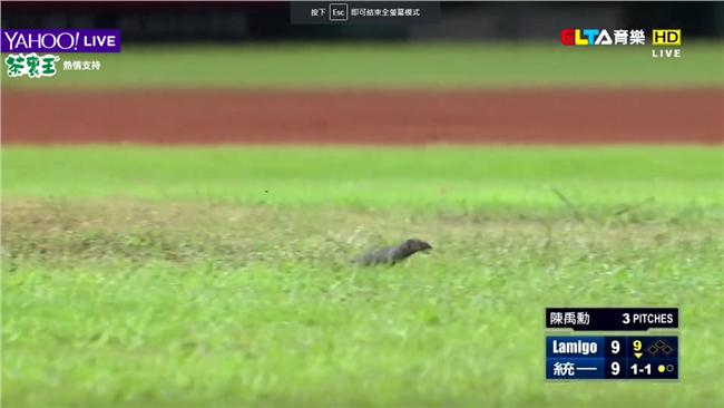 獅猿戰有田鼠誤闖　把球場當操場奔跑