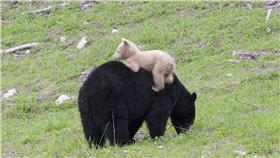 黑熊媽媽生下小白熊（圖／翻攝自whistlerblackcomb官網）