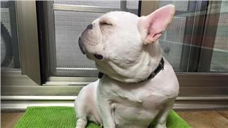 跟著音樂動次動！法鬥也來舞蹈大亂鬥