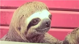 早餐店出現眼罩搶匪　三趾樹懶回眸笑
