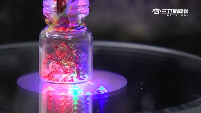 驚奇！苗可麗結緣舍利子竟「生寶寶」