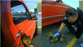 狗狗,臘腸狗,警察https://www.facebook.com/Arkansas-City-Police-Department-161704060541113/?fref=ts