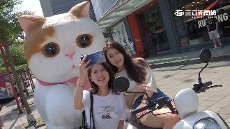 北市打卡聖地　「萌大貓」進駐信義區