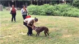 寵物,狗,汪星人,忠心,比特犬,主人
NJ.com YOUTUBE