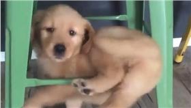 短腿小黃金卡在椅子橫桿上 圖／翻攝自puppytrip's Instagram