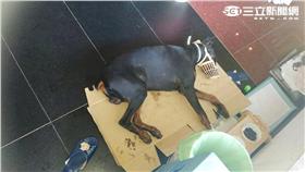 盧婦用機車拖行大狗造成沿路滴血（翻攝畫面）