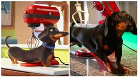 寵物當家,臘腸狗,https://www.youtube.com/watch?v=S9yU0yfzJIE,https://www.facebook.com/crusoedachshund/