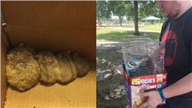 pokemon go,小倉鼠,老鼠,https://www.facebook.com/groups/HoustonPokemonGo/permalink/882970298513660/