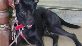 愛吃的大黑狗是台灣土狗、高山犬混種，主人從事餐飲業，只要看見主人吃東西就目不轉睛，也想來一口。中央社記者潘智義攝  105年7月16日