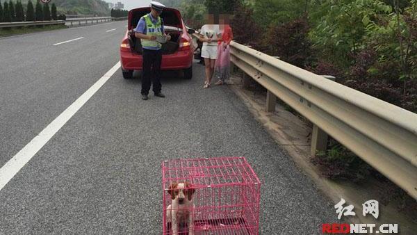 高速公路上爆胎！車主竟拿寵物當警示