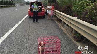高速公路上爆胎！車主竟拿寵物當警示