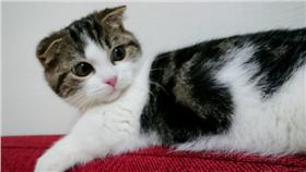 貓咪(スミエ(チップ) twitter)