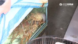 偷不到錢改偷龍蝦　賊無奈「吃到膩」