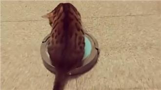 這就是朕的座騎！貓老大收服掃地機