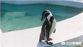 黑腳企鵝 記者林敬旻攝