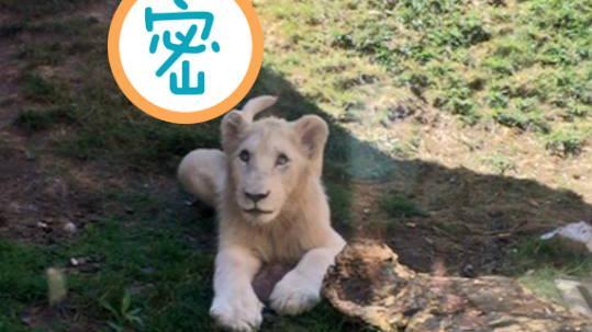 動物園瘋寶可夢！獅子也想抓頭上的…