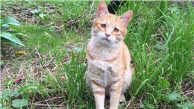 阿里山貓劍客/翻攝自Guo Ying/https://www.facebook.com/photo.php?fbid=1740223789584234&set=gm.1333942163291966&type=3&theater