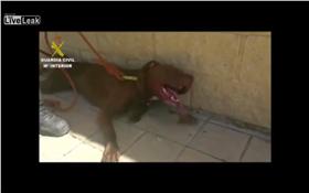 狗狗受困車內 警破窗救援
圖／翻攝自The Worst !'s YouTube
https://www.youtube.com/watch?v=7fOPwCwUbLM