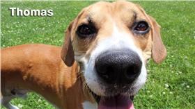 美收容所請pokemon go玩家幫忙遛狗 16:9
圖／翻攝自Muncie Animal Shelter臉書
https://www.facebook.com/MuncieAnimalShelter/