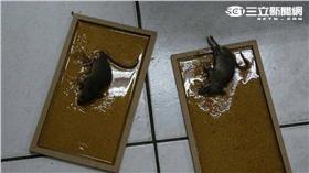 台北市刑大抓到3隻老鼠後即破案（翻攝畫面）