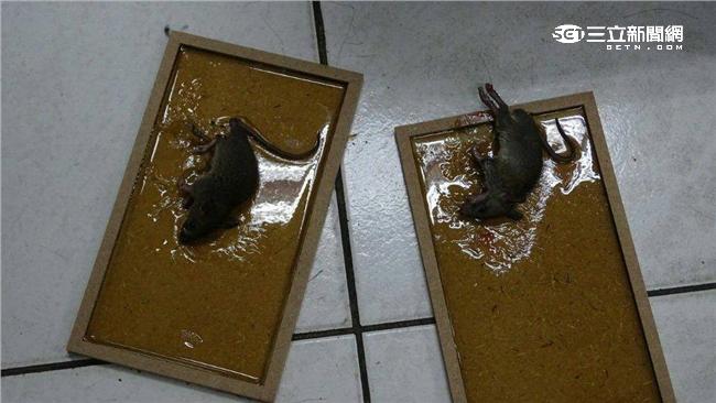 警喊「抓到了」　3鼠遭逮是破案預兆