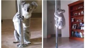 無尾熊（翻攝自Nikki Erickson 臉書）