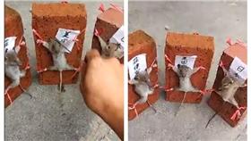 虐待老鼠（圖／翻攝自YouTube）