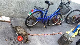 最狂流浪貓！埋頭啃整串香腸笑翻網友