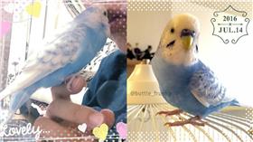 鸚鵡,SAKU 圖/翻攝自buttle_frunky IG