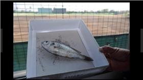 死魚（圖／翻攝自神戶新聞）