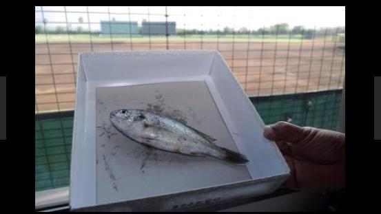 天外飛魚！高中比賽打到一半竟然降下