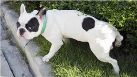 狗狗小便、便溺／達志影像