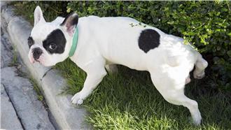 狗狗打成一團怎麼辦？獸醫師開藥方