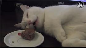 貓做夢 圖／翻攝自The Pet Collective臉書